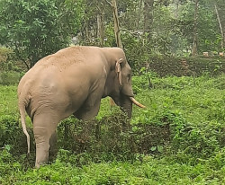 Elephant terror continues in Jhapa